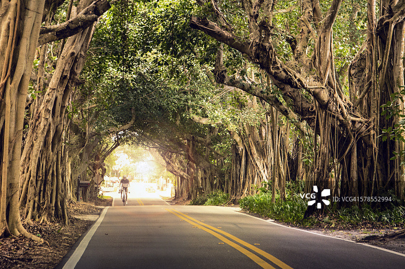 榕树下的骑自行车者图片素材