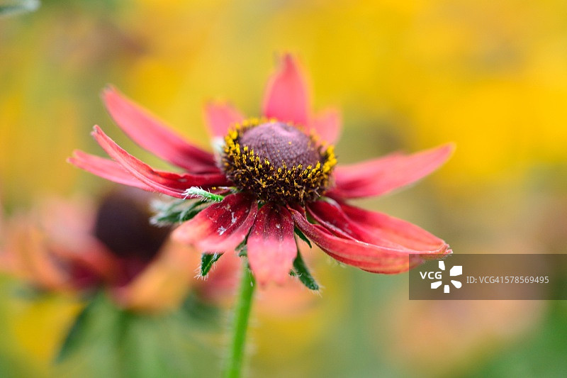 鲁道夫贝基亚樱桃白兰地图片素材