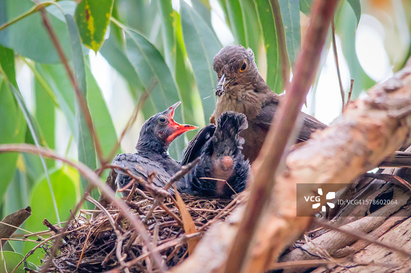 成年鸟（红腹鸫）又名zorzal和sabiá，在巢中喂雏鸟图片素材