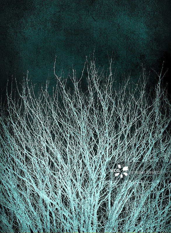 光秃的树枝图片素材