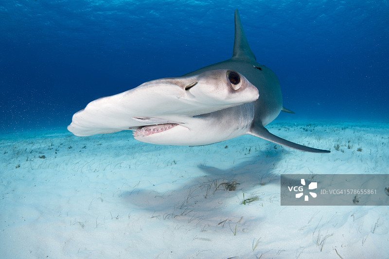 奇妙的生物图片素材