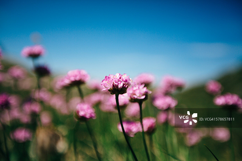 海石竹散景图片素材