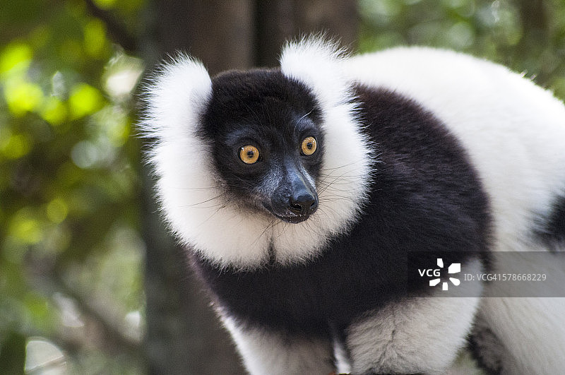 红领狐猴特写图片素材