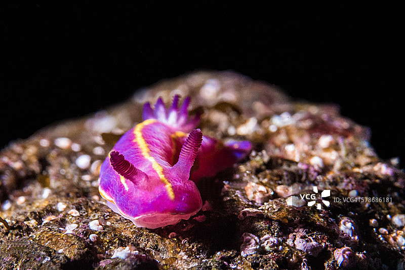 发光的多丽鱼图片素材