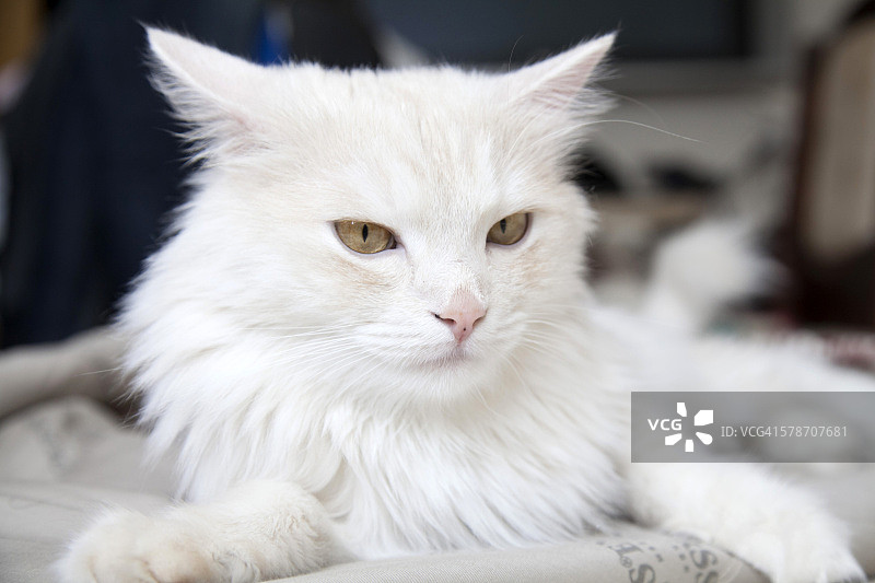 土耳其安哥拉猫图片素材