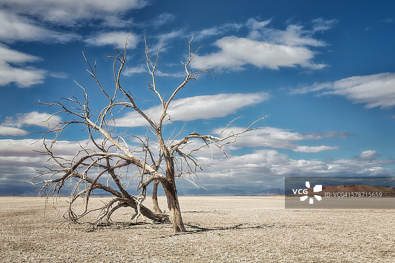 干涸湖床上的枯树图片素材