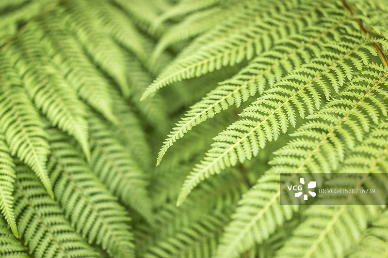 银蕨植物图片素材