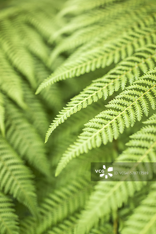 新西兰银蕨特写图片素材