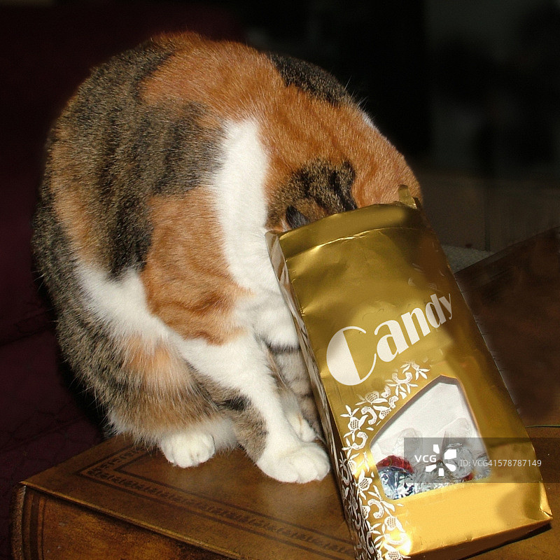 爱吃甜食的小猫图片素材