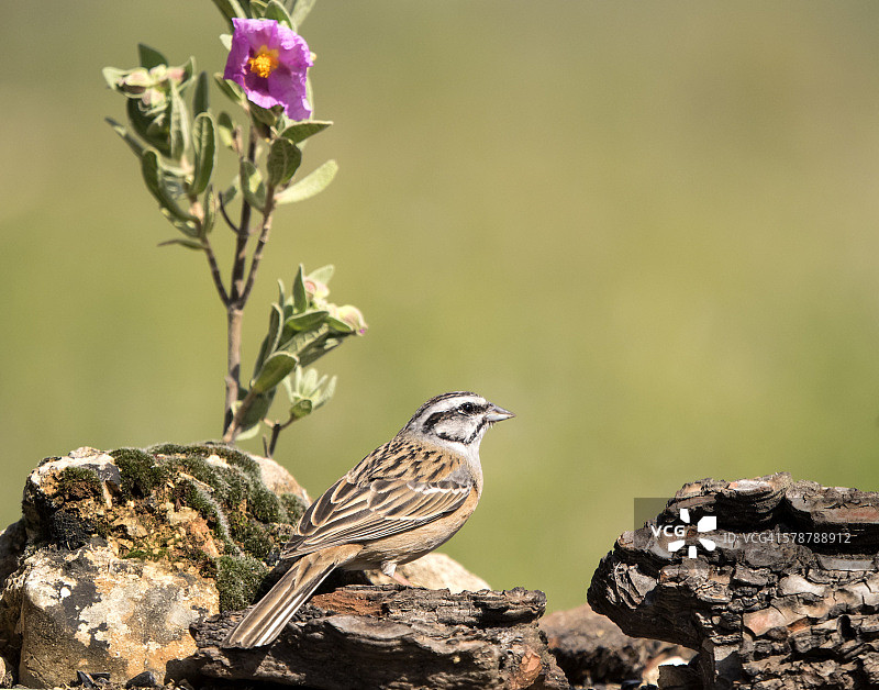 岩鹀（Emberiza cia）雄性，西班牙图片素材