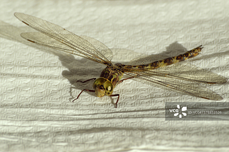 米德兰 क्लबtail蜻蜓图片素材