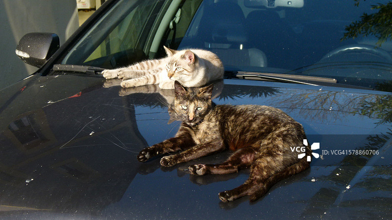 车上的猫图片素材