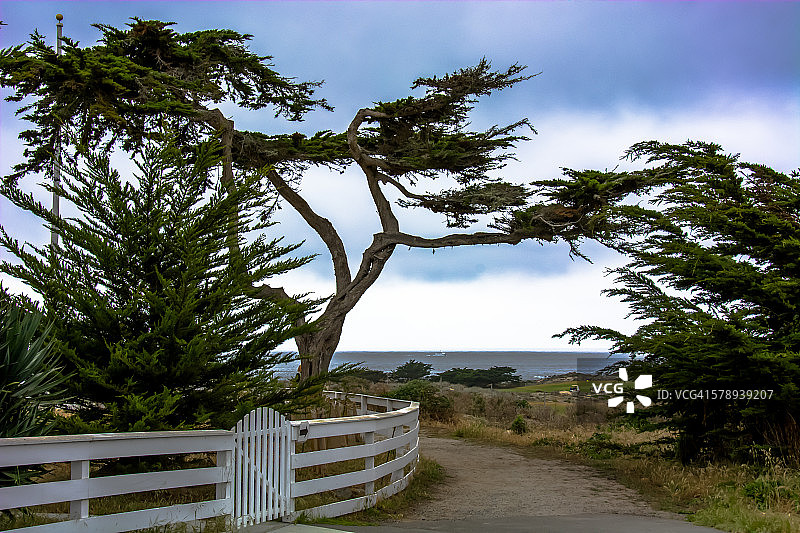 通往皮诺斯角的柏树覆盖的走道与栅栏图片素材