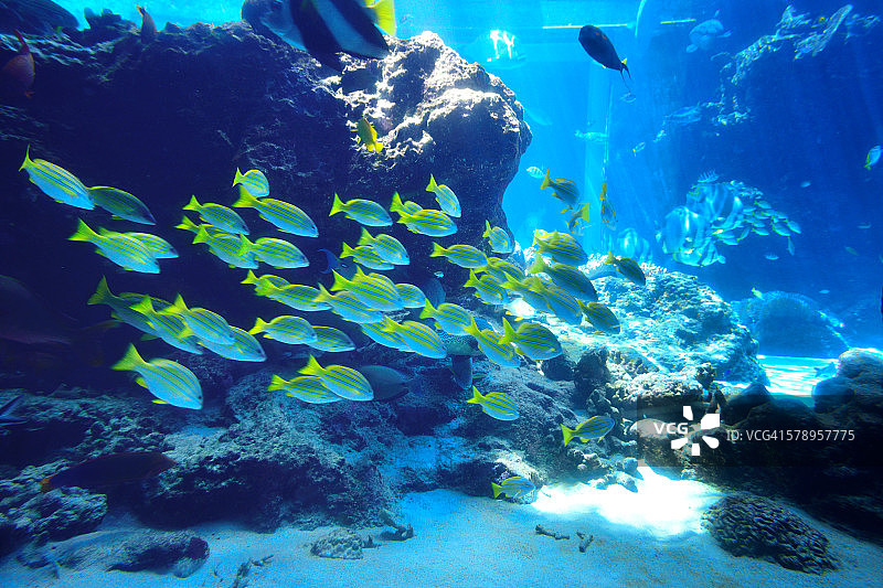 海底世界图片素材