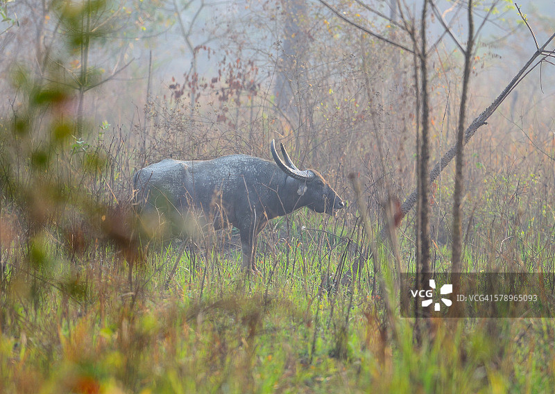 自然栖息地中的野生水牛图片素材