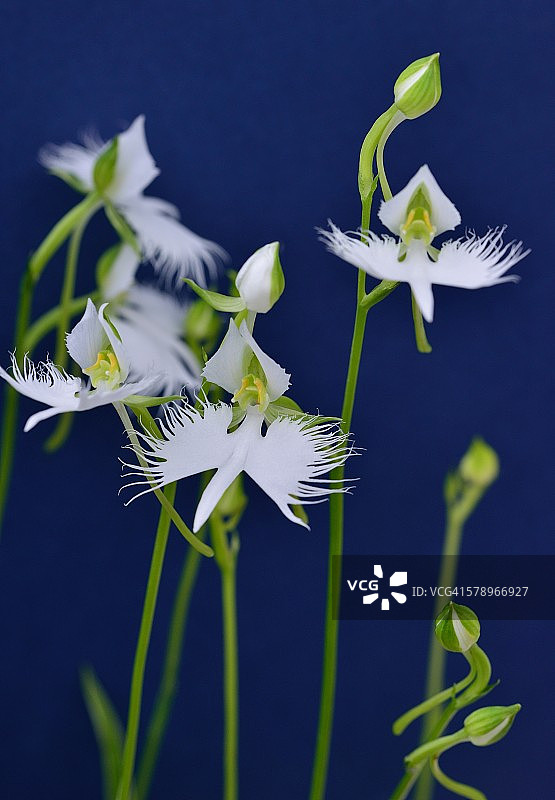 白色白鹭和鲜花图片素材