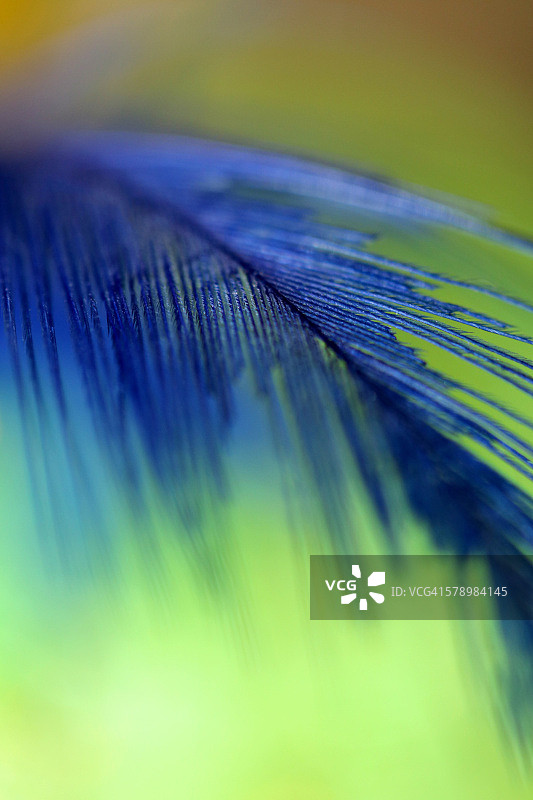 蓝色羽毛图片素材