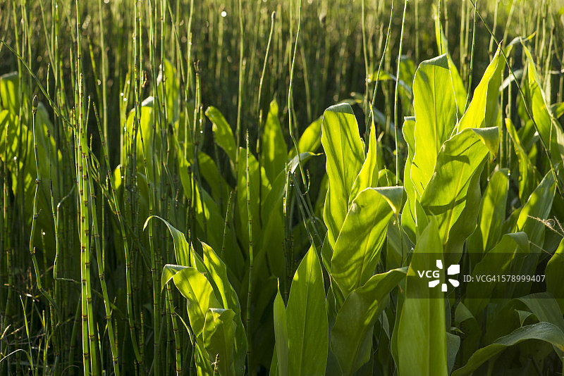 问荆和水生植物，全画幅图片素材
