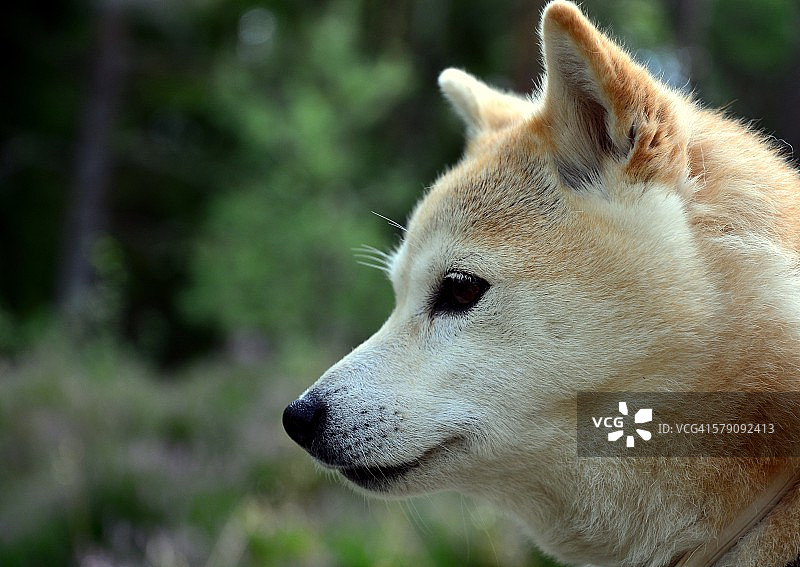 柴犬头部图片素材