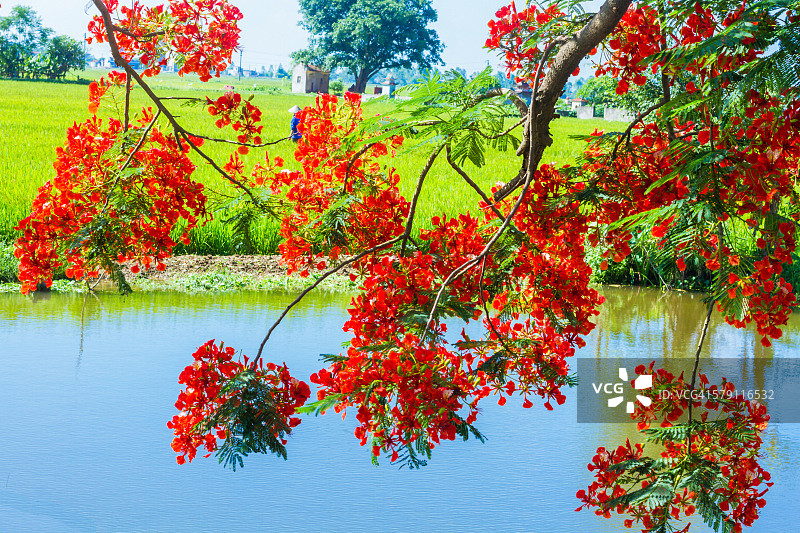 凤凰花图片素材