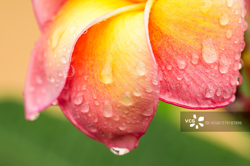色彩鲜艳的鸡蛋花和雨滴图片素材