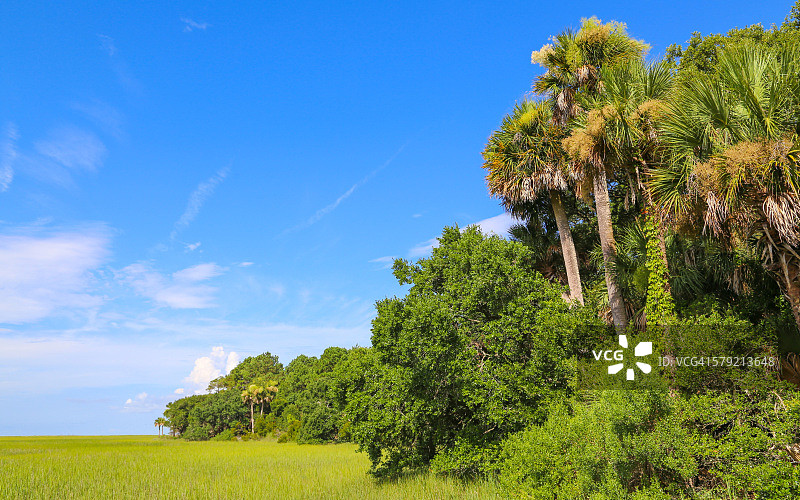 自然植被图片素材