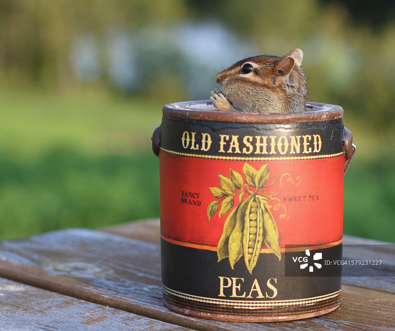 罐头炸薯条图片素材