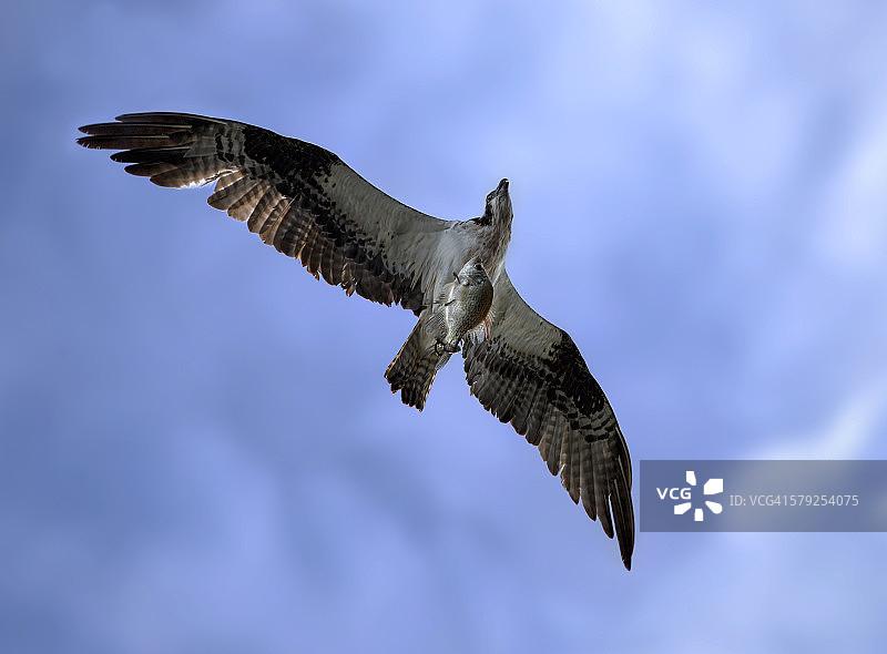 鱼鹰捕鱼图片素材