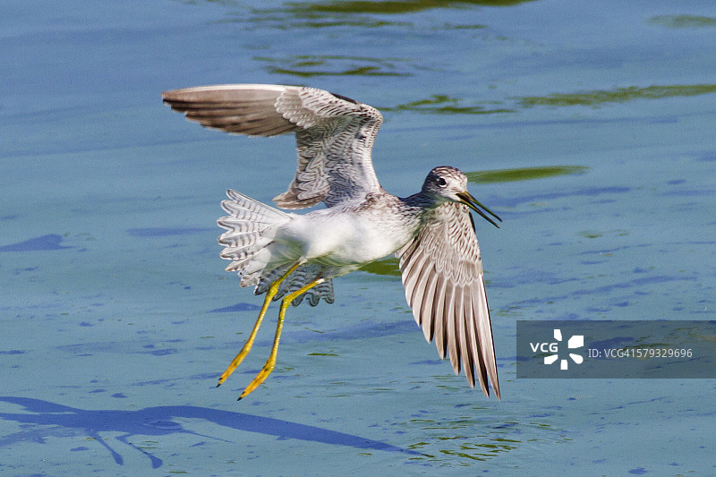 大黄腿鹬降落图片素材