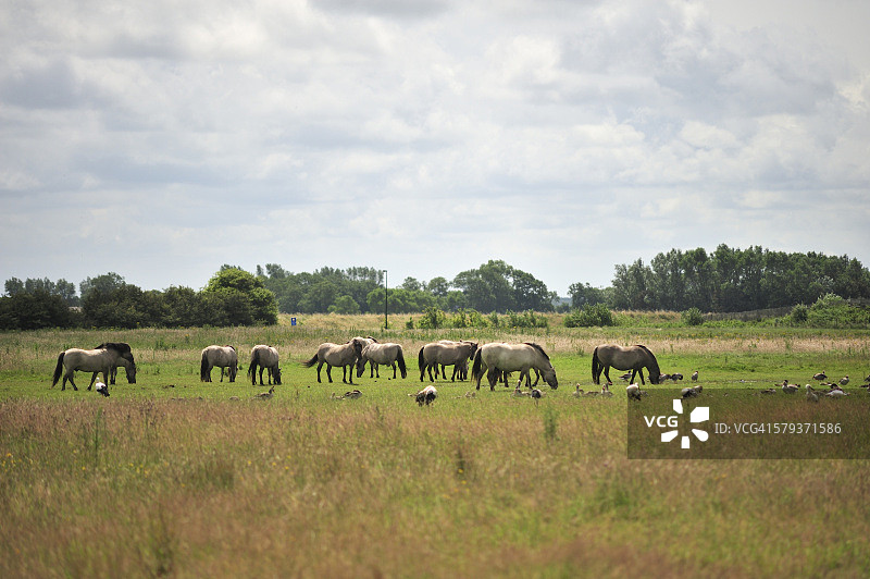 在比利时韦斯图克吃草的马群图片素材