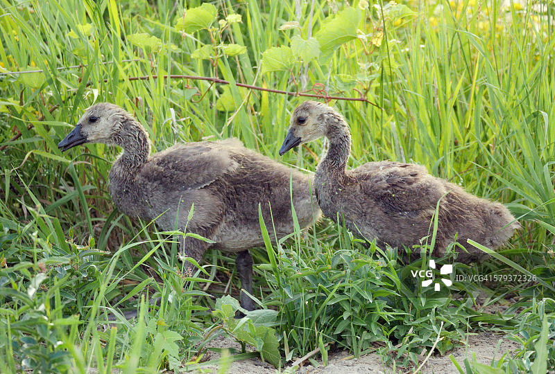 加拿大黑雁幼鸟-蒙特祖玛国家野生动物保护区图片素材