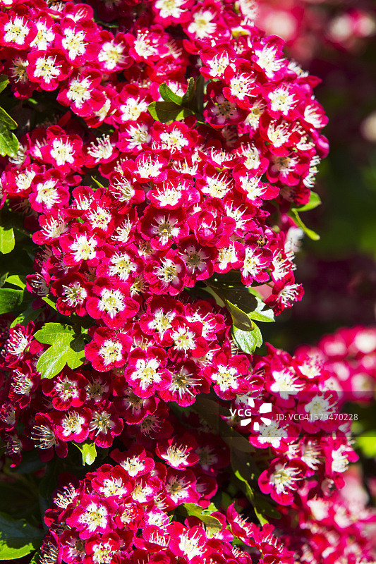 英国安布尔赛德：开花的欧洲山楂树图片素材