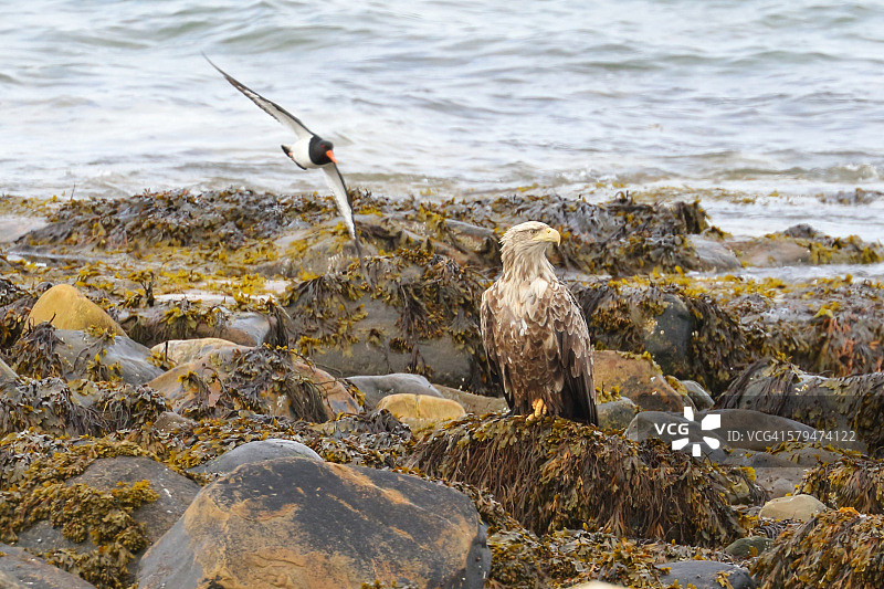 蛎鹬攻击白尾海雕图片素材