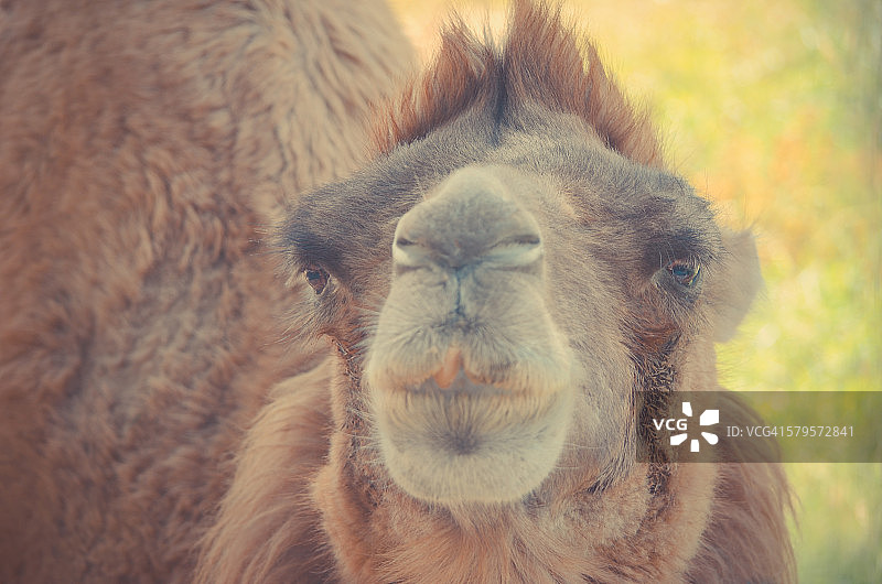 骆驼图片素材