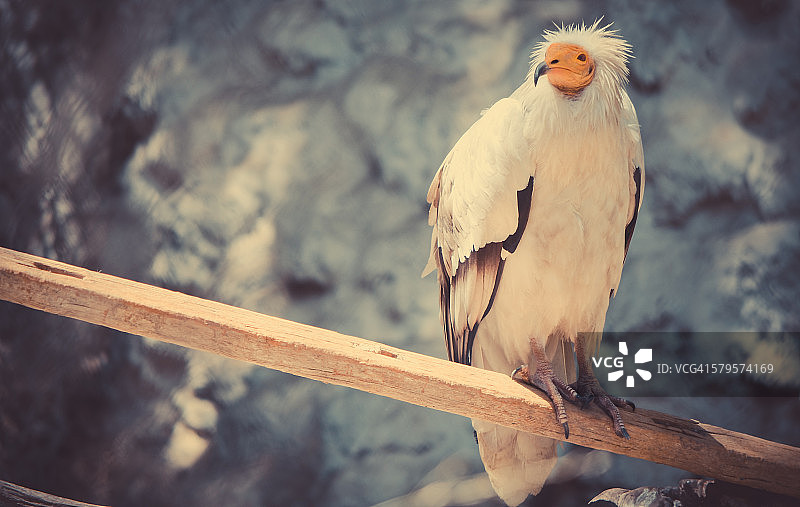 栖息在木头上的埃及秃鹫图片素材