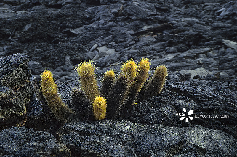 加拉帕戈斯群岛圣地亚哥岛的熔岩仙人掌图片素材