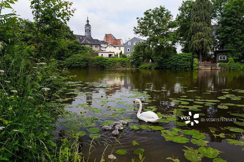 小天鹅和它们的母亲图片素材