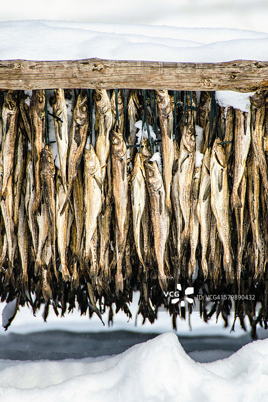 雪地里的冻明太鱼图片素材