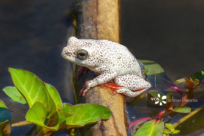 彩绘芦苇蛙图片素材