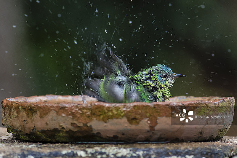 鸟类淋浴图片素材