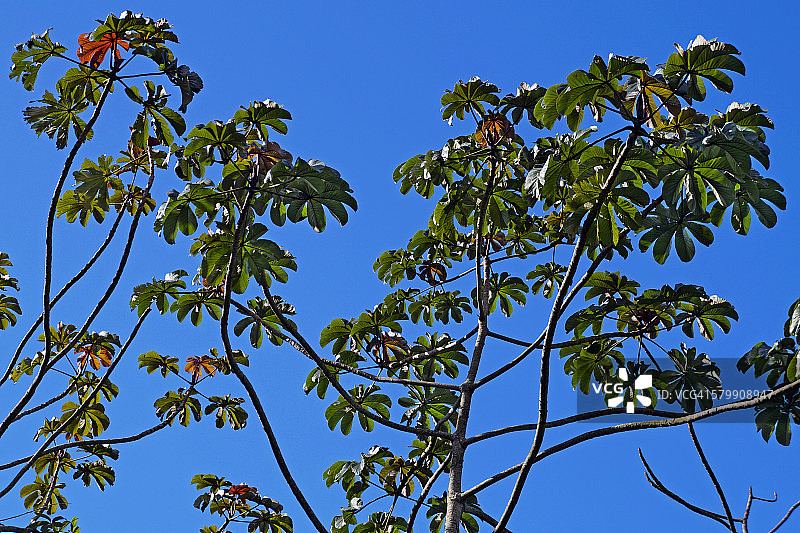 塞克罗皮亚树图片素材