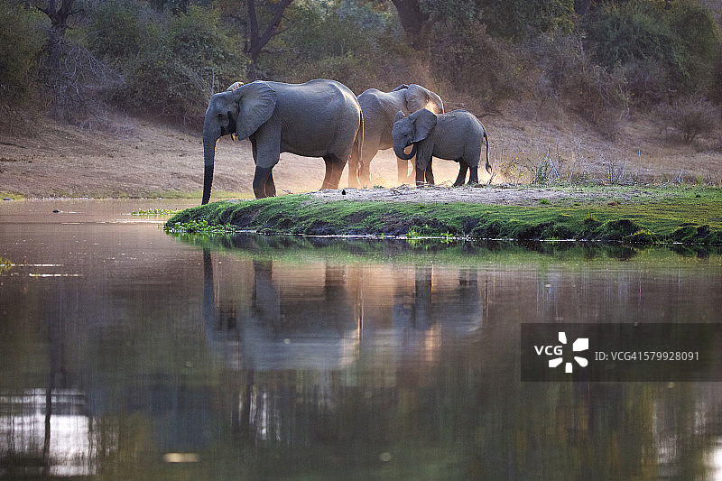 扬尘浴的大象图片素材