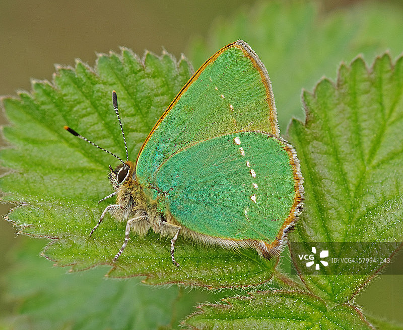 绿灰蝶图片素材