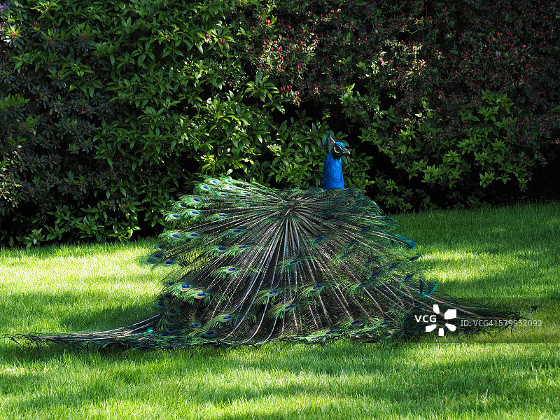 印度孔雀在草坪上抖动羽毛图片素材