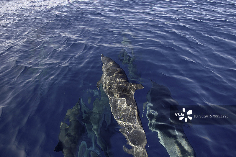 野生海豚图片素材