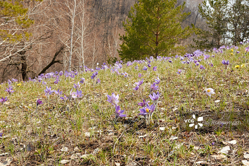 白头翁图片素材