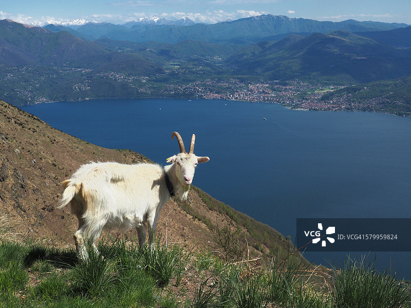 意大利北部马焦雷湖周围山脉上的白色山羊图片素材