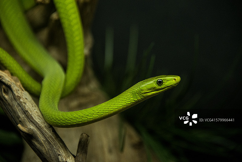 东非绿曼巴蛇图片素材