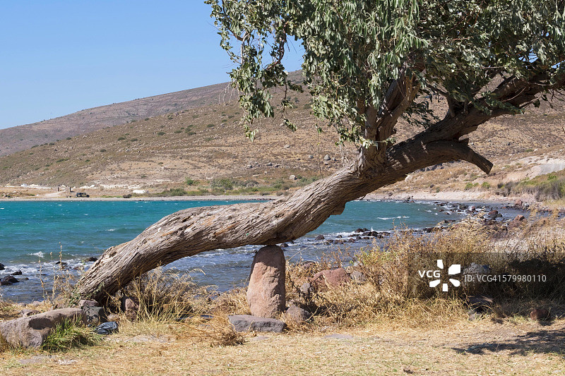 阿拉恰特湾的胡颓子树图片素材