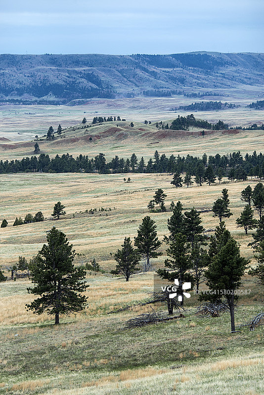 山坡上散落的松树图片素材